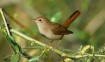 Nightingale-Luscinia-mega-006
